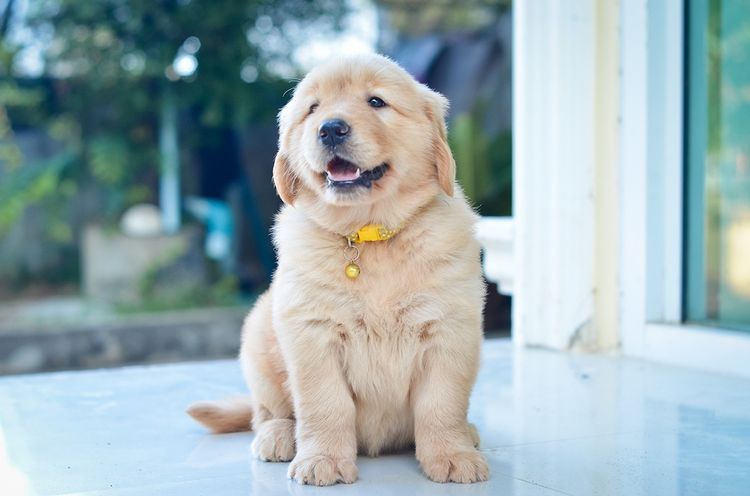 โกลเด้นรีทรีฟเวอร์ (Golden Retriever) ใหญ่ ลูกสุนัขโกลเด้น รีทรีฟเวอร์ (Golden Retriever) พร้อมบ้านใหม่