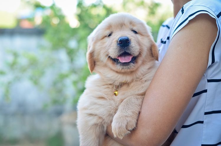 ลูกสุนัขโกลเด้น รีทรีฟเวอร์ (Golden Retriever) พร้อมบ้านใหม่ รูปที่ 5