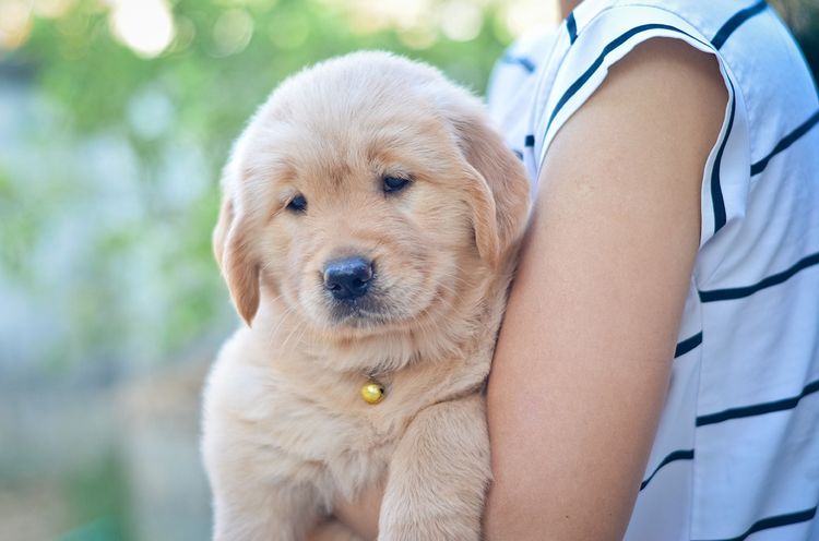 ลูกสุนัขโกลเด้น รีทรีฟเวอร์ (Golden Retriever) พร้อมบ้านใหม่ รูปที่ 3