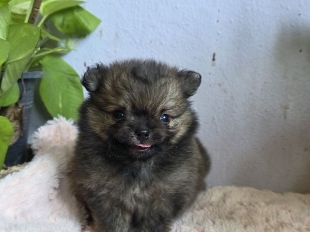 ปอมเมอเรเนียน (Pomeranian) เล็ก หมาปอม