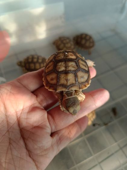 ลูกเต่าซูลคาต้าหลายไซด์ รูปที่ 4