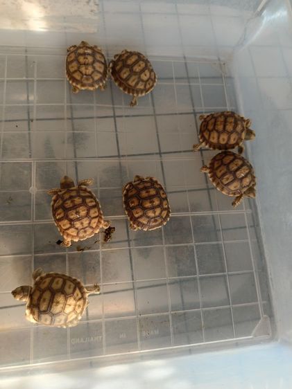 ลูกเต่าซูลคาต้าหลายไซด์