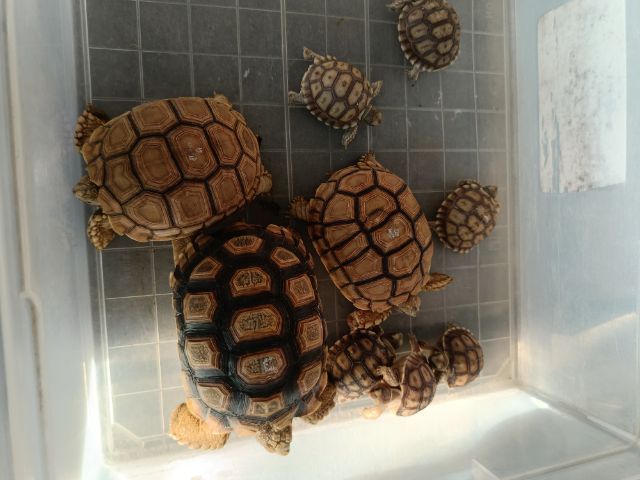 ลูกเต่าซูลคาต้าหลายไซด์ รูปที่ 10