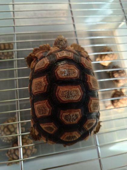 ลูกเต่าซูลคาต้าหลายไซด์ รูปที่ 6