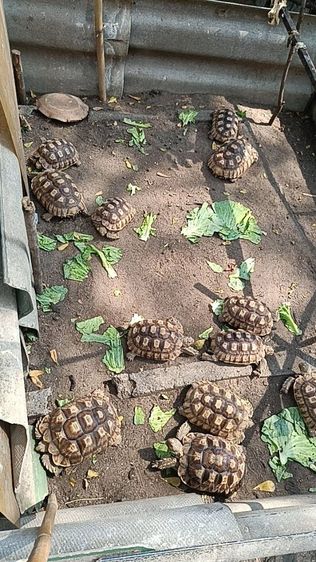 ลูกเต่าซูลคาต้าหลายไซด์ รูปที่ 9