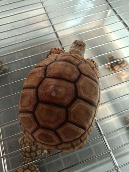 ลูกเต่าซูลคาต้าหลายไซด์ รูปที่ 8