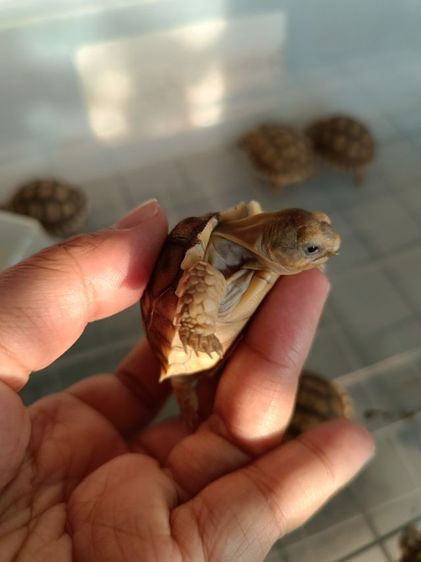 ลูกเต่าซูลคาต้าหลายไซด์ รูปที่ 3