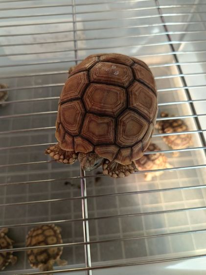 ลูกเต่าซูลคาต้าหลายไซด์ รูปที่ 7