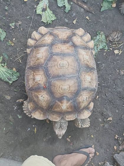 ลูกเต่าซูลคาต้าหลายไซด์ รูปที่ 11