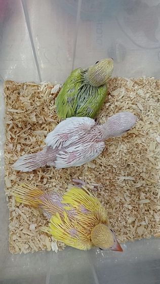 นกแก้วริงเนคลูกป้อน