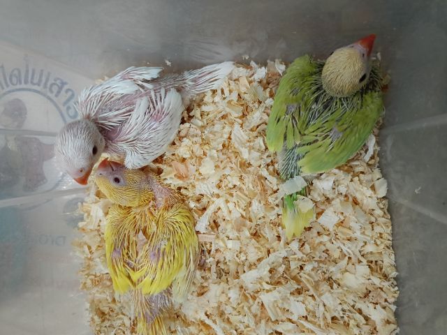 นกแก้วริงเนคลูกป้อน รูปที่ 3