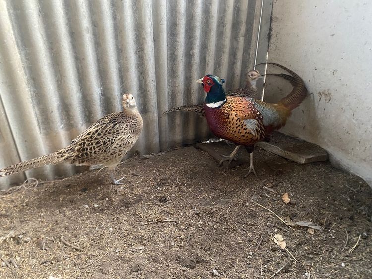 ไก่ฟ้าคอแหวนแดง รูปที่ 3