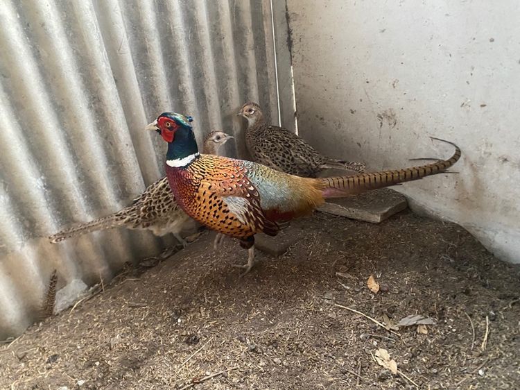 ไก่ฟ้าคอแหวนแดง รูปที่ 2