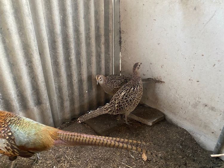 ไก่ฟ้าคอแหวนแดง รูปที่ 4