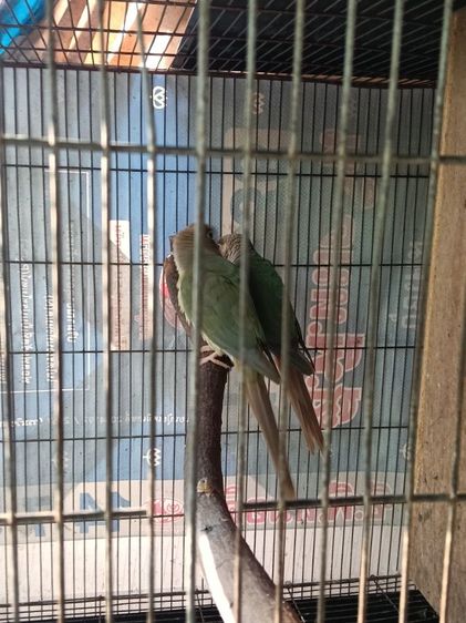 นกแก้วกรีนชีค