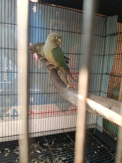 นกแก้วกรีนชีค รูปที่ 3