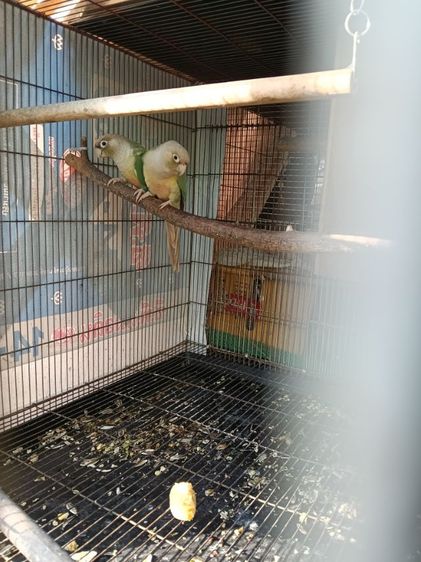 นกแก้วกรีนชีค รูปที่ 2