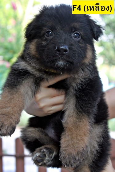 ลูกสุนัขเยอรมันเชพเพิร์ด k9 พันธุ์แท้ ส่งได้ทั่วประเทศ รูปที่ 12
