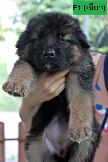 ลูกสุนัขเยอรมันเชพเพิร์ด k9 พันธุ์แท้ ส่งได้ทั่วประเทศ รูปที่ 7