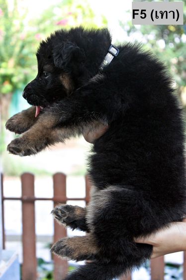 ลูกสุนัขเยอรมันเชพเพิร์ด k9 พันธุ์แท้ ส่งได้ทั่วประเทศ รูปที่ 14