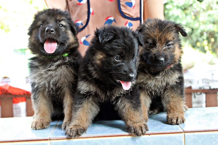 ลูกสุนัขเยอรมันเชพเพิร์ด k9 พันธุ์แท้ ส่งได้ทั่วประเทศ รูปที่ 5