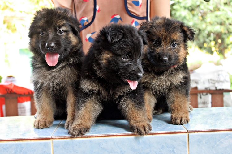 ลูกสุนัขเยอรมันเชพเพิร์ด k9 พันธุ์แท้ ส่งได้ทั่วประเทศ รูปที่ 2