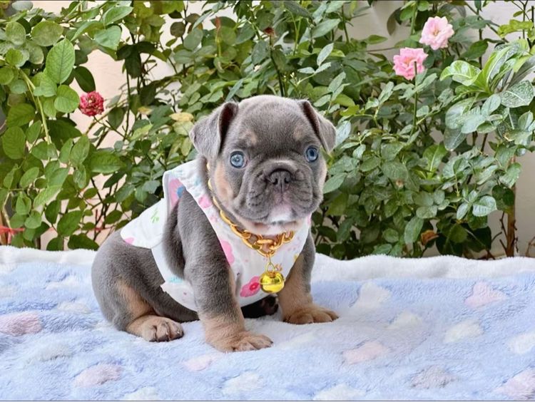 เฟรนบลูด็อก ไลแลคบลูแทน ชาย รูปที่ 4