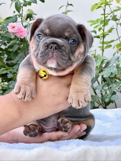 เฟรนบลูด็อก ไลแลคบลูแทน ชาย รูปที่ 14