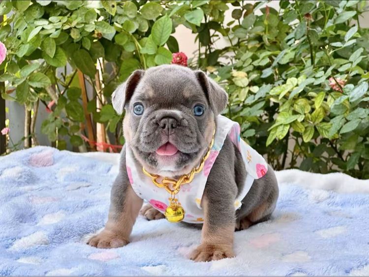 เฟรนบลูด็อก ไลแลคบลูแทน ชาย รูปที่ 7