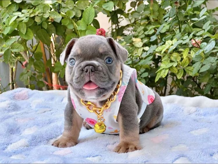 เฟรนบลูด็อก ไลแลคบลูแทน ชาย