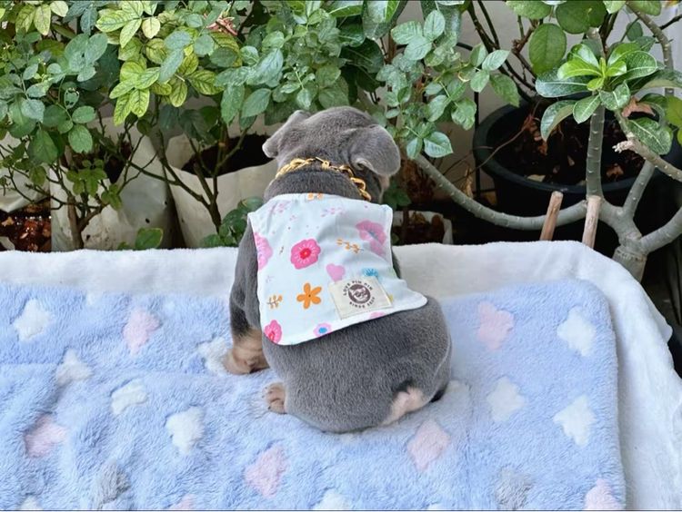 เฟรนบลูด็อก ไลแลคบลูแทน ชาย รูปที่ 10