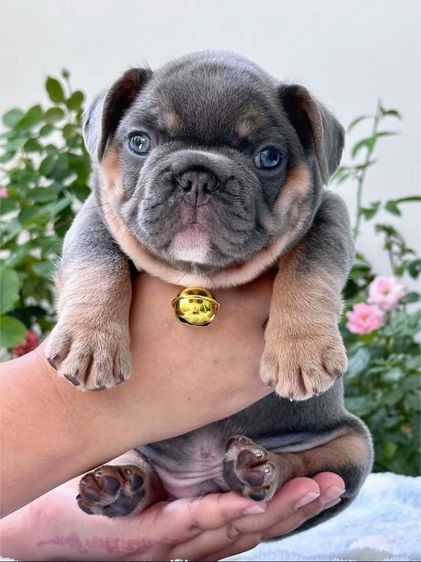 เฟรนบลูด็อก ไลแลคบลูแทน ชาย รูปที่ 13