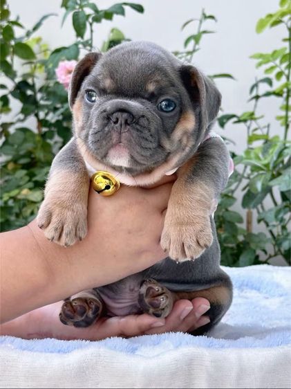 เฟรนบลูด็อก ไลแลคบลูแทน ชาย รูปที่ 17