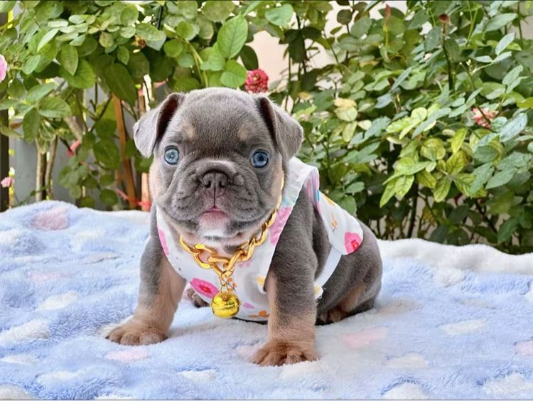 เฟรนบลูด็อก ไลแลคบลูแทน ชาย รูปที่ 5