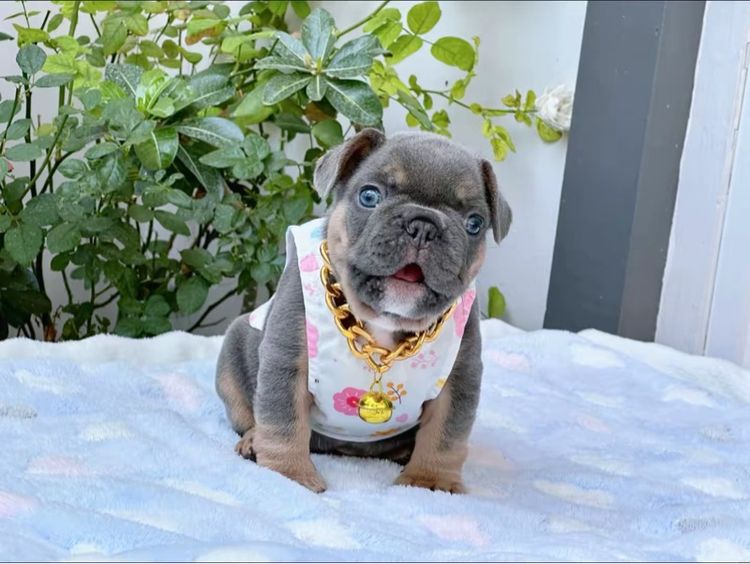 เฟรนบลูด็อก ไลแลคบลูแทน ชาย รูปที่ 2