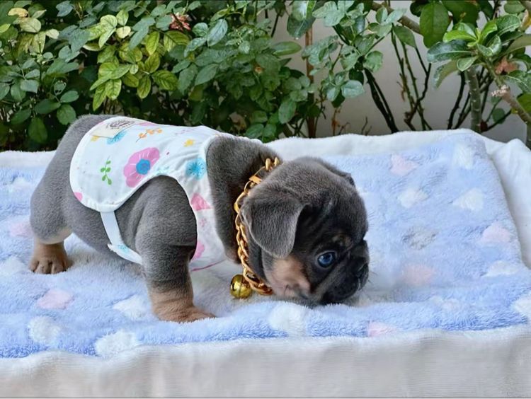 เฟรนบลูด็อก ไลแลคบลูแทน ชาย รูปที่ 11