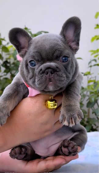 เฟรนบลูด็อก ไลแลคบลู หญิง รูปที่ 16