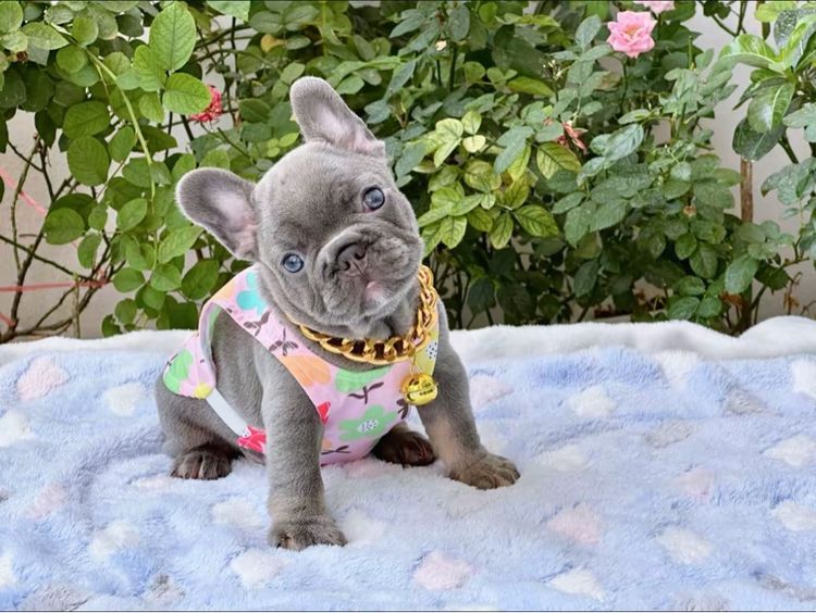 เฟรนบลูด็อก ไลแลคบลู หญิง รูปที่ 12