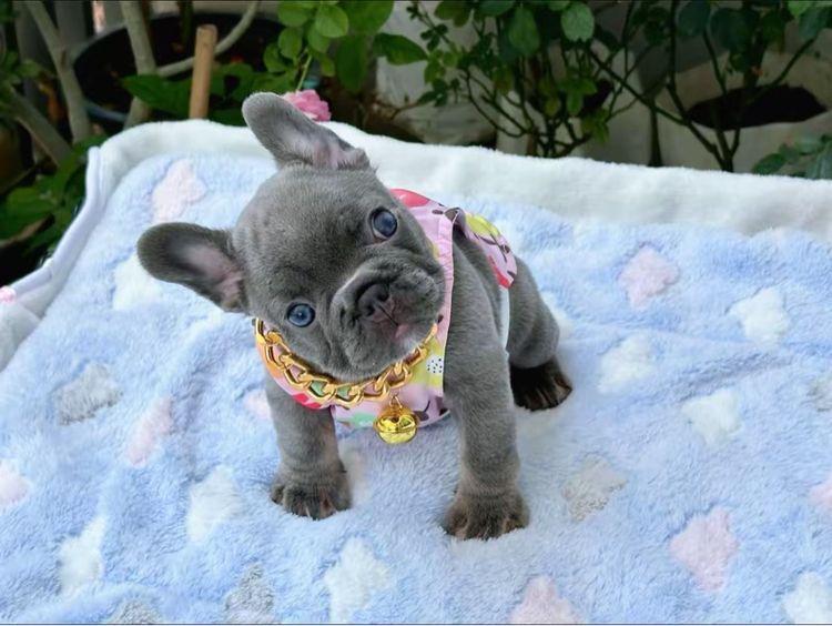 เฟรนบลูด็อก ไลแลคบลู หญิง รูปที่ 6