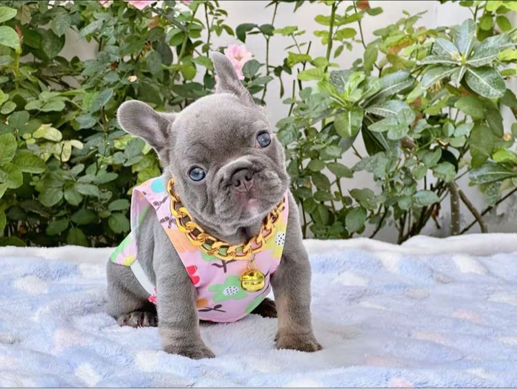 เฟรนบลูด็อก ไลแลคบลู หญิง รูปที่ 14