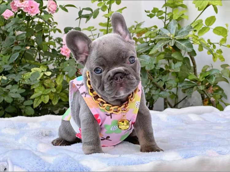 เฟรนบลูด็อก ไลแลคบลู หญิง รูปที่ 8