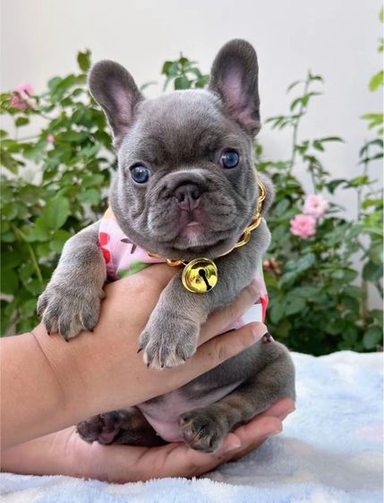 เฟรนบลูด็อก ไลแลคบลู หญิง รูปที่ 18