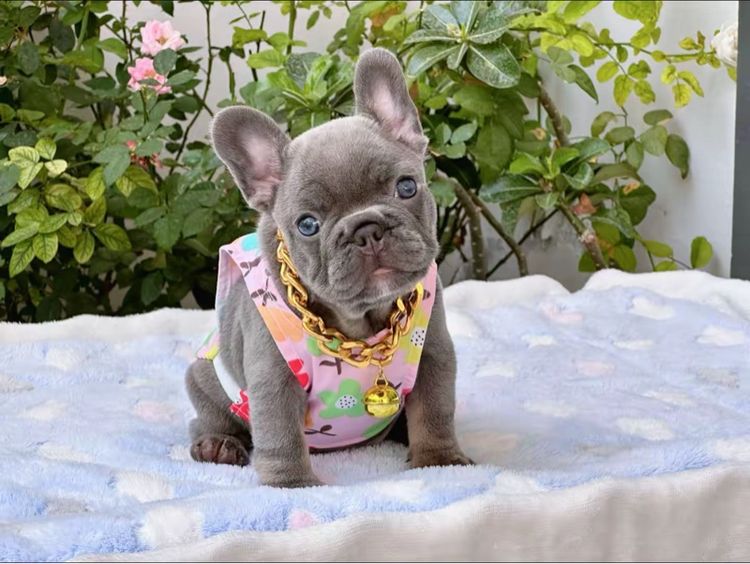 เฟรนบลูด็อก ไลแลคบลู หญิง รูปที่ 3