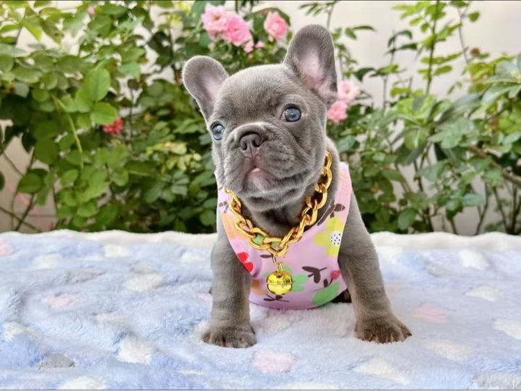 เฟรนบลูด็อก ไลแลคบลู หญิง รูปที่ 4