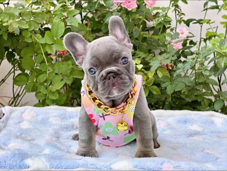 เฟรนบลูด็อก ไลแลคบลู หญิง รูปที่ 7