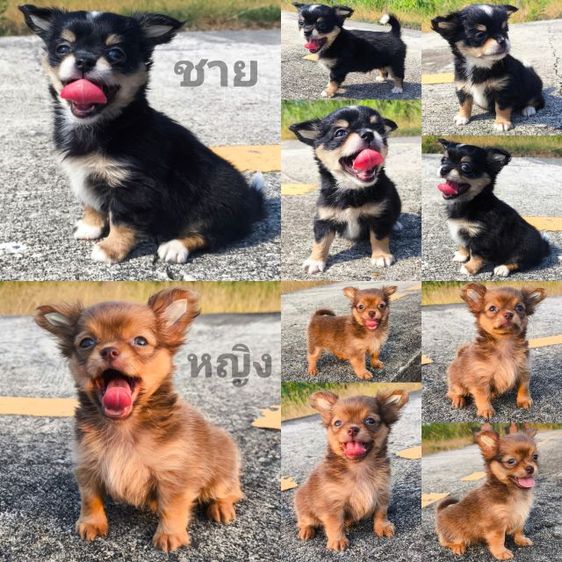 ชิวาวา (ขนยาวแท้)