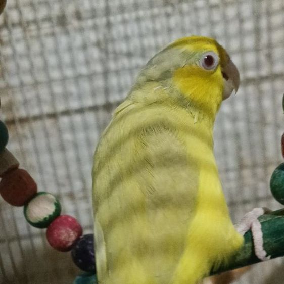 นกฟอพัสฟอลโล่ดาร์กกรีนเมีย ลูกเฮฟวี่พาย 1ปี รูปที่ 3