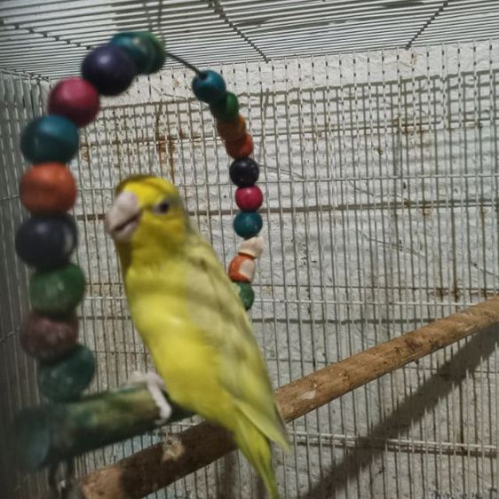 นกฟอพัสฟอลโล่ดาร์กกรีนเมีย ลูกเฮฟวี่พาย 1ปี