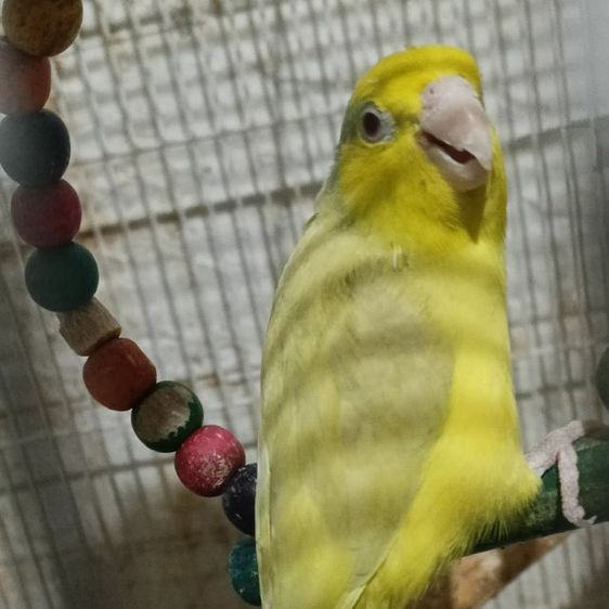 นกฟอพัสฟอลโล่ดาร์กกรีนเมีย ลูกเฮฟวี่พาย 1ปี รูปที่ 2