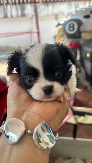 ชิวาวาจิ๋วตัวเล็กแท้ๆ🐶❤️